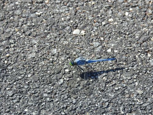 A male Eastern Pondhawk dragonfly enjoying the warmth of the sun, at the Edwin B. Forsythe National Wildlife Refuge, Galloway, New Jersey.  photo