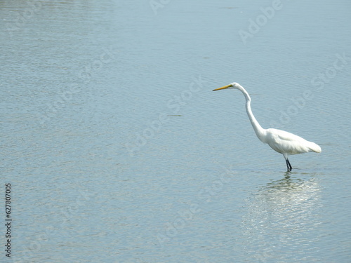 A great egret wading through the wetland waters of the Edwin B. Forsythe National Wildlife Refuge  Galloway  New Jersey.