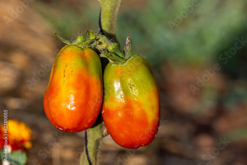 Two San Marzano tomatoes ripening on the vine of an heirloom tomato plant in a home garden