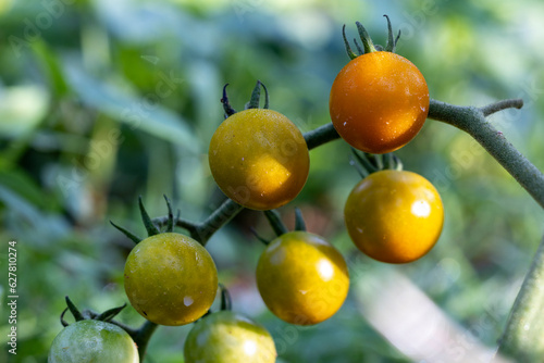 A group of Sun Gold cherry tomatoes growing on the vine with a deep depth of field