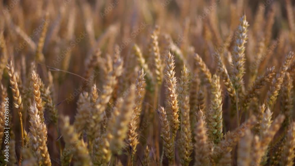 Fields of grain waving in slow motion at sunset Fields of grain waving in slow motion at sunset
