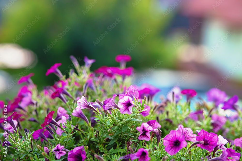 Obraz premium Beautiful petunias, shallow depth of field