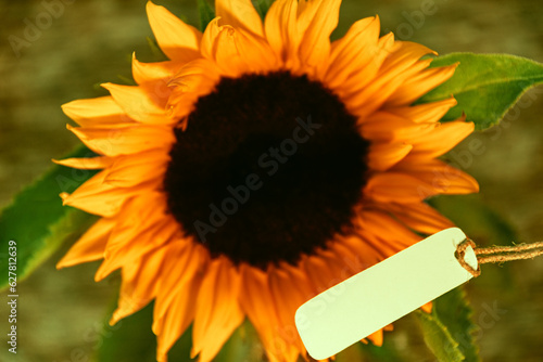 Sonnenblume mit Schild in weiß für Text photo