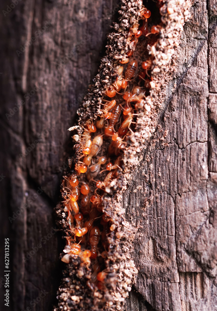 Termite Workers, Small termites, Work termites walk in the nest ...