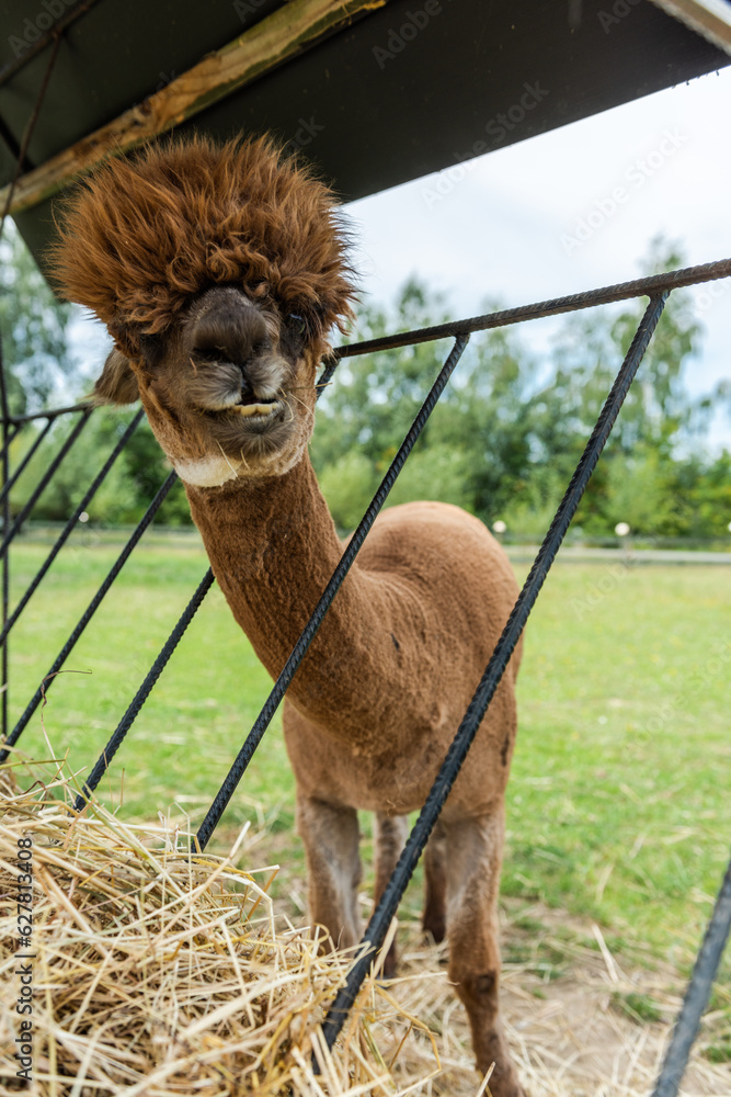 Obraz premium Alpacas in outdoor ranchin southern Poland at sunny summer day