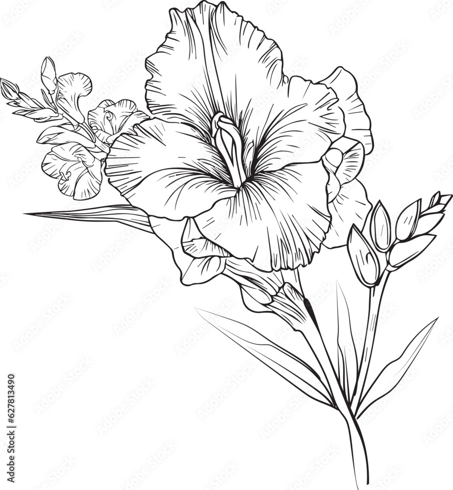 gladiolus birth flower vector illustration, beautiful gladiolus flower ...