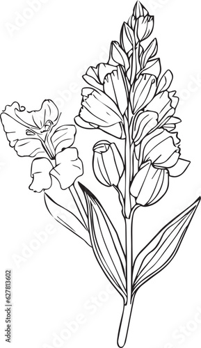 Gladiolus coloring book hand drawn botanical spring elements bouquet of gladiolus flower line art  coloring page  vector sketch  artistic simplicity doodle art  Easy yellow poppy flower drawing  