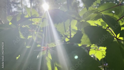 Sun rays through green leaves of wild grape. Macro leaf. Cnsept of nature and meditation. 4k. Sunshine in trees.