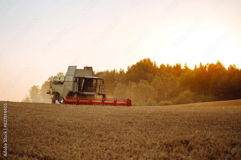 Obraz premium Combine harvester harvesting ripe wheat in the rays of sunset. Harvesting. Image of agriculture.