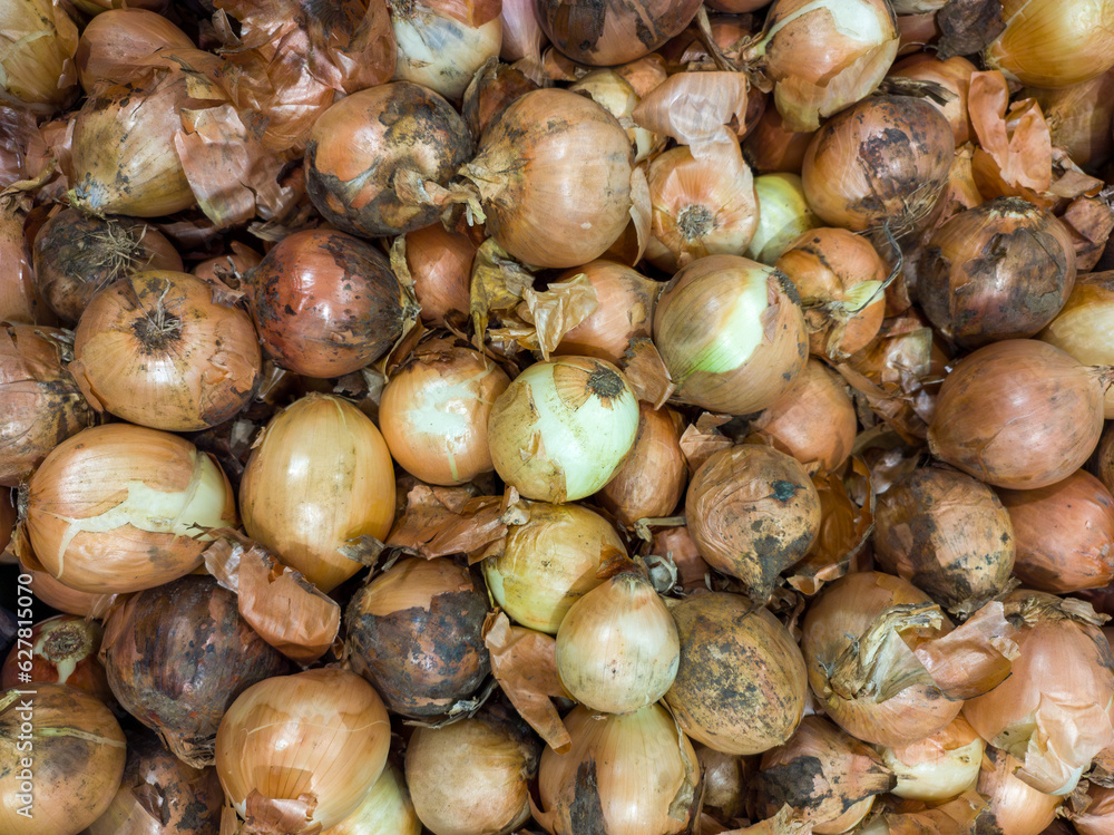 Background with onions in natural condition Background with onions in natural condition