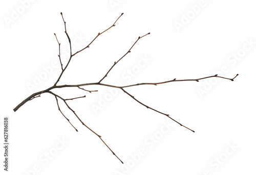 Dry empty twig isolated on white or transparent background