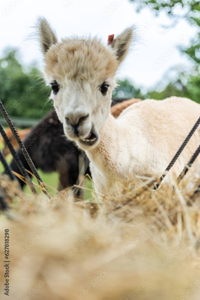 Alpacas in outdoor ranchin southern Poland at sunny summer day Alpacas in outdoor ranchin southern Poland at sunny summer day