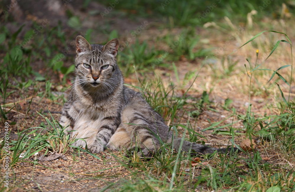 A gray striped cat is sitting on the ground among rare green grass