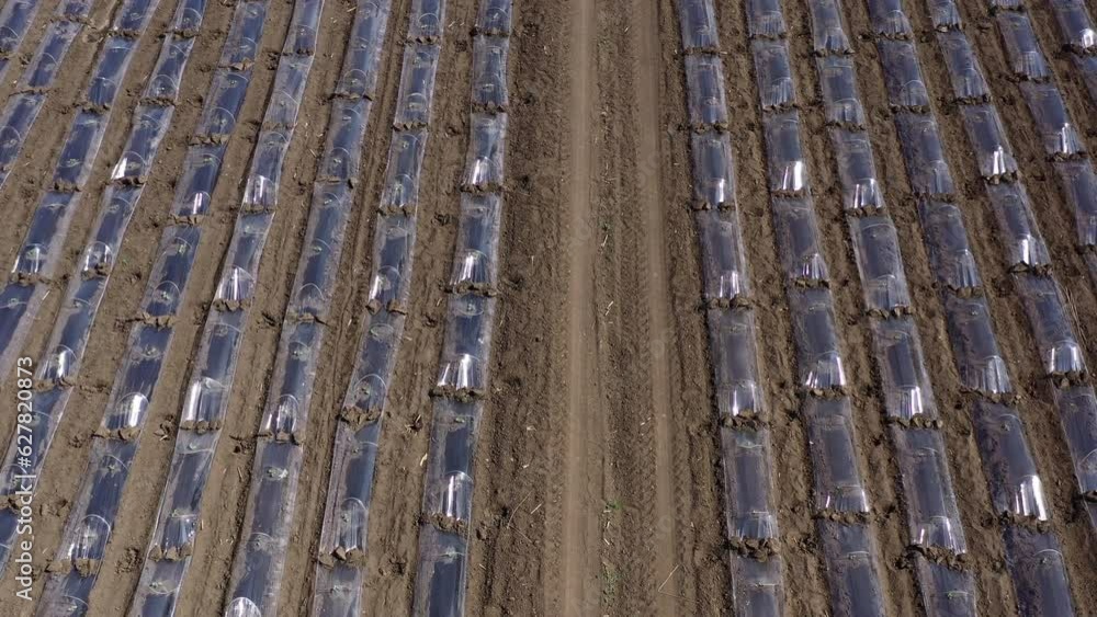 Aerial shot of plastic sheeting tunnel hothouse equipment on watermelon plantation from drone pov Aerial shot of plastic sheeting tunnel hothouse equipment on watermelon plantation from drone pov