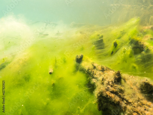 Green layer of filamentous algae over lake bottom photo