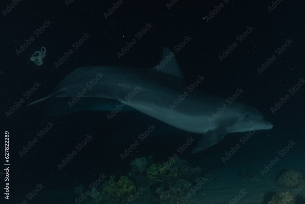 Fototapeta premium Dolphin swimming in the Red Sea, Eilat Israel 