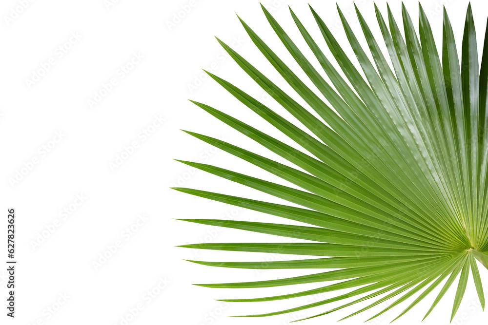 Fototapeta premium Green tropical palm tree leaf isolated on white background. PNG