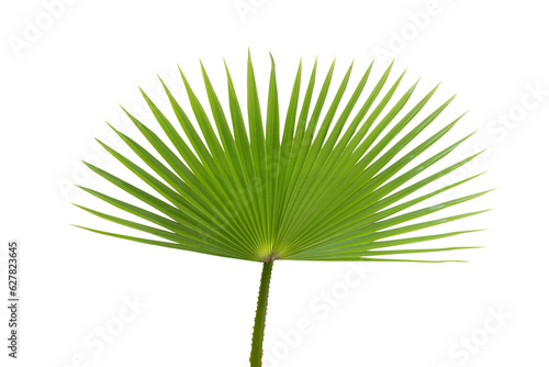 Green tropical palm tree leaf isolated on white background. PNG