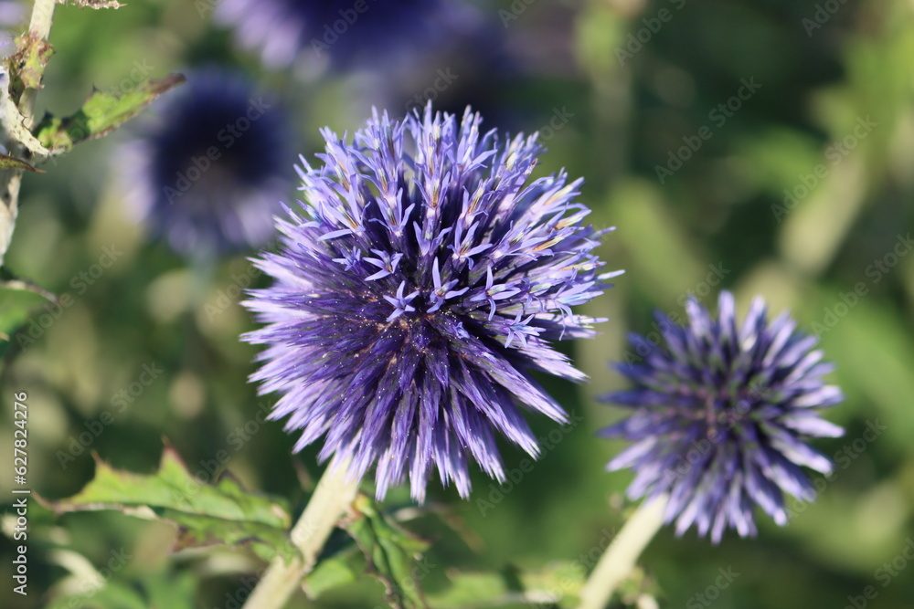 Sweden. Echinops is a genus of about 120 species of flowering plants in the family Asteraceae, commonly known as globe thistles. 