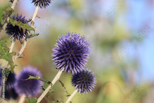 Sweden. Echinops is a genus of about 120 species of flowering plants in the family Asteraceae  commonly known as globe thistles. 