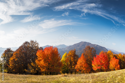 Panorama of picturesque autumn mountains with red beech forest in the foreground. Landscape photography