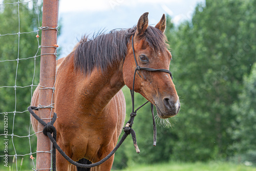 Brown Horse Tied to Post