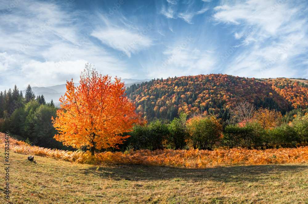 Obraz premium Orange cherry tree with bright leaves at autumn mountain valley. Carpathian mountains, Ukraine. Landscape photography panorama