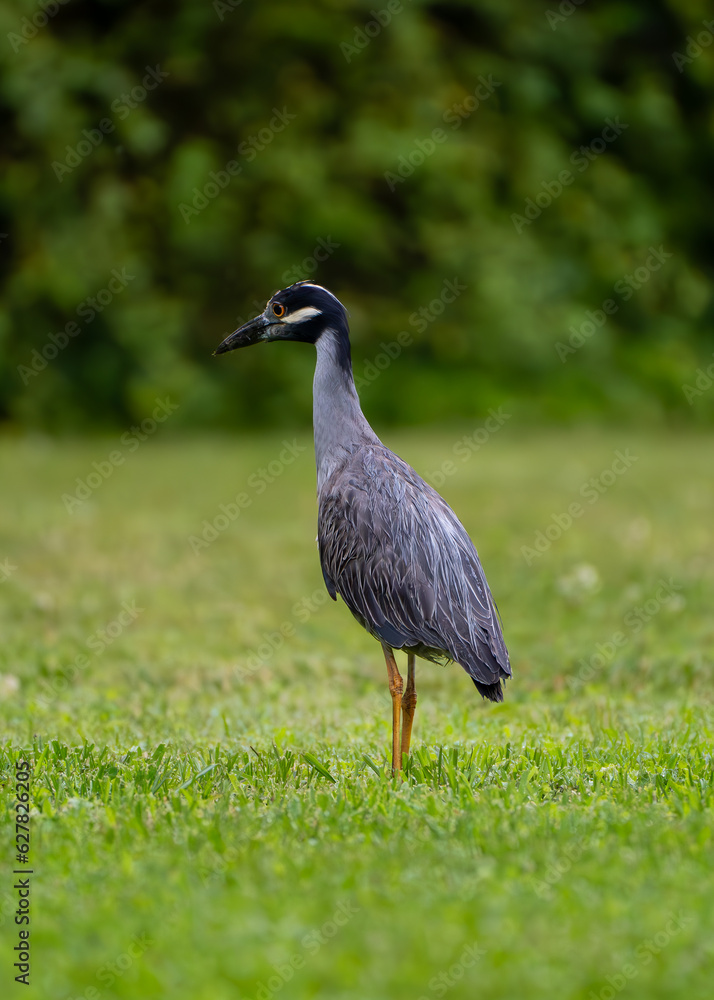 Fototapeta premium crowned heron