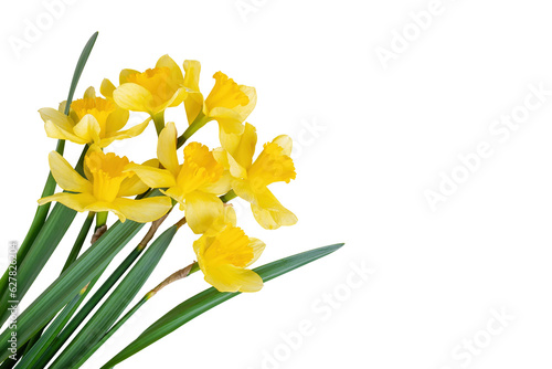 Fototapeta Naklejka Na Ścianę i Meble -  Beautiful bouquet of yellow daffodils or narcissus isolated on white, transparent background, PNG. Blooming spring flowers, Easter bells. Spring greeting card, invitation card, birthday, mother's day