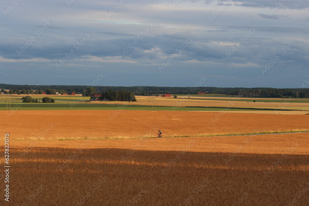Sweden. A cereal is any grass cultivated for the edible components of its grain (botanically, a type of fruit called a caryopsis), which is composed of an endosperm, a germ, and a bran. Sweden. A cereal is any grass cultivated for the edible components of its grain (botanically, a type of fruit called a caryopsis), which is composed of an endosperm, a germ, and a bran.