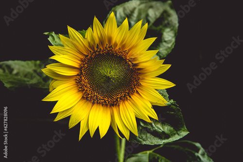 yellow decorative sunflower at home