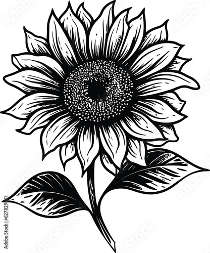 Sketch of sunflower Outline, Sunflower Line Art, Floral Line Drawing, black and white sunflowers vector illustration