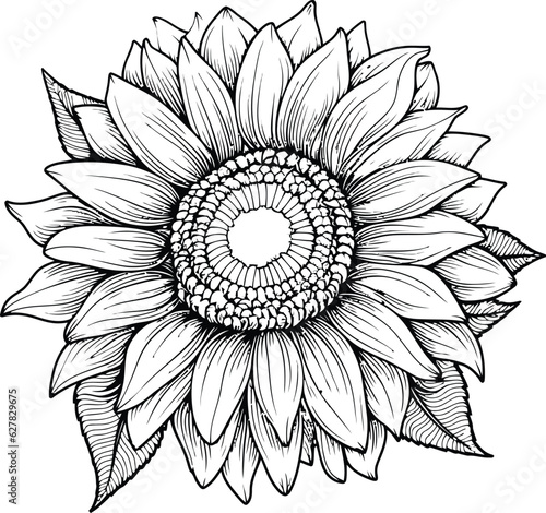 Sketch of sunflower Outline, Sunflower Line Art, Floral Line Drawing, black and white sunflowers vector illustration