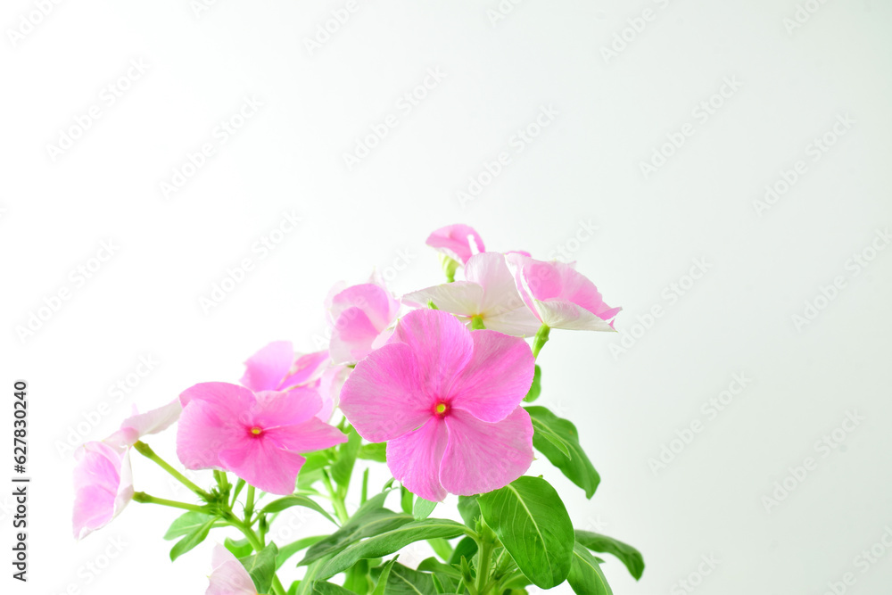 Close up. Vinca plant on light background and copy space.