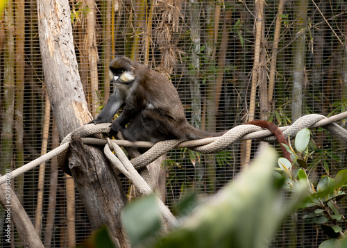 monkey