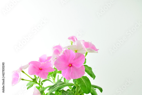 Close up. Vinca plant on light background and copy space.