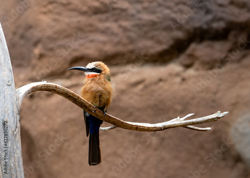 bird on branch