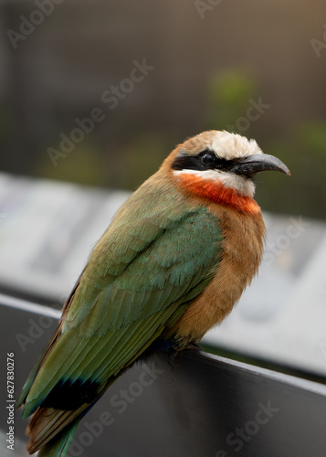 red headed bee eater