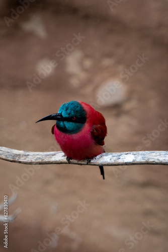 kingfisher on a branch