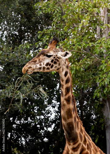 giraffe eating