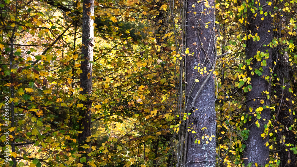 Photography Stunning Colors of Autumn Hidden Deep in the Green Forest