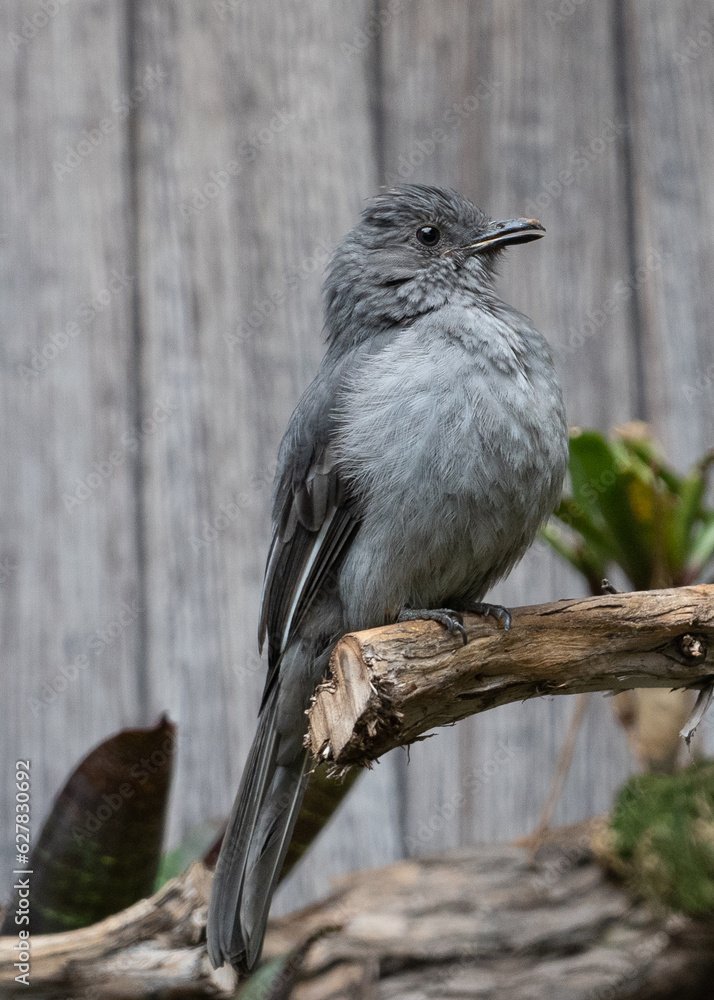 Fototapeta premium bird looking around