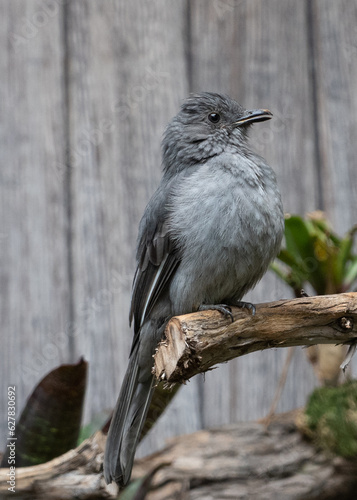 bird looking around