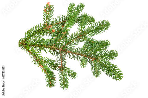 Green fir branch isolated on white background