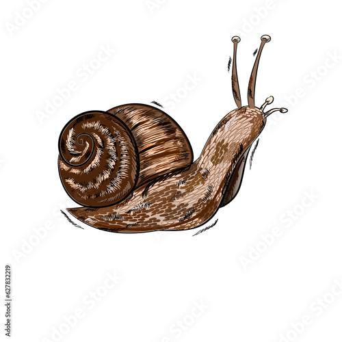 snail 