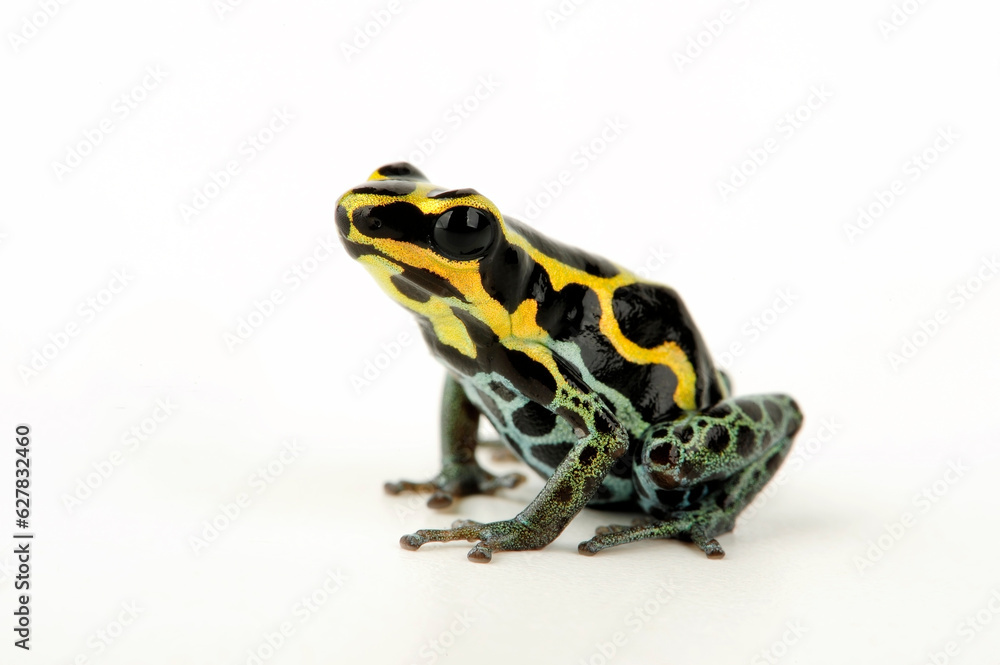 Fototapeta premium Amazonian Poison Frog // Bauchflecken-Baumsteiger (Ranitomeya ventrimaculata)
