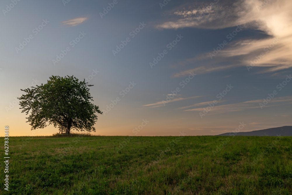 Cherry tree alone on meadow in summer evening near Roprachtice village