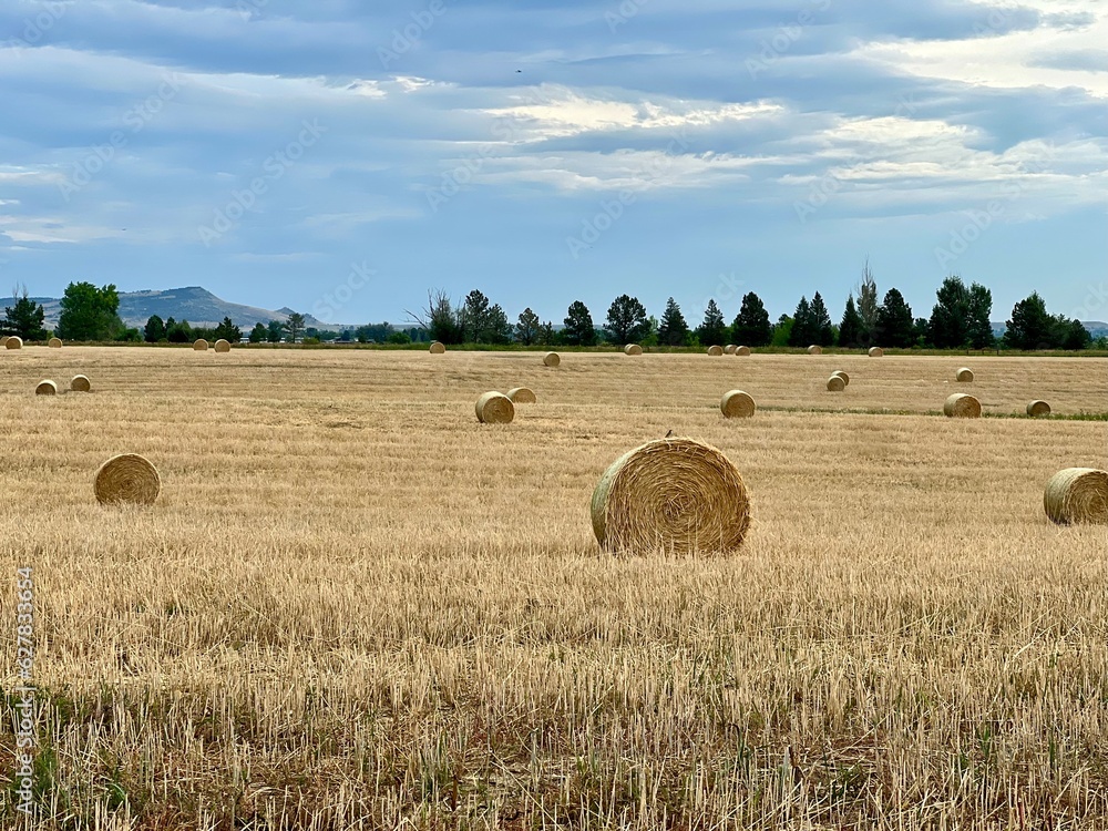 Field of hay bales with mountains and blue sky