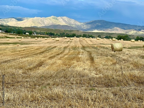 Field of hay bales with mountains and blue sky