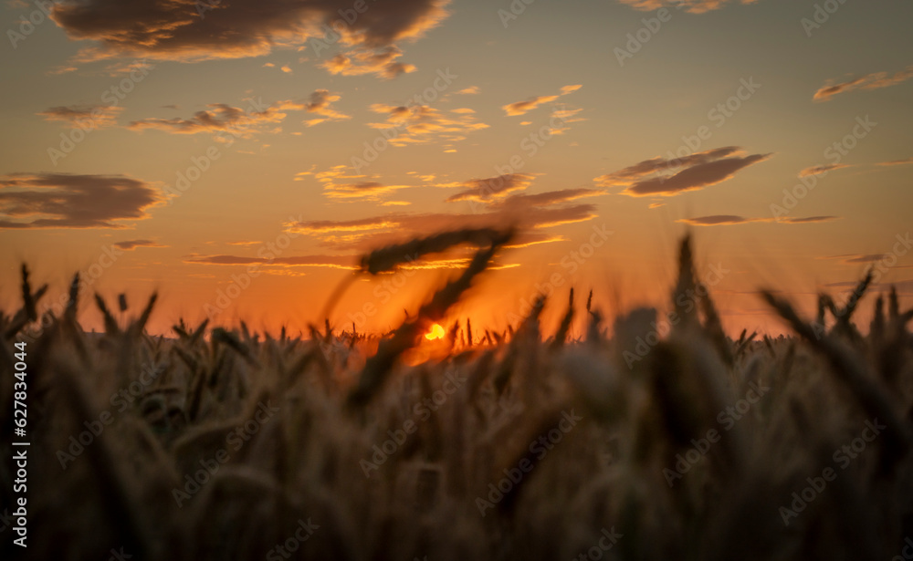 Summer color grain field in sunset evening near Roprachtice village Summer color grain field in sunset evening near Roprachtice village